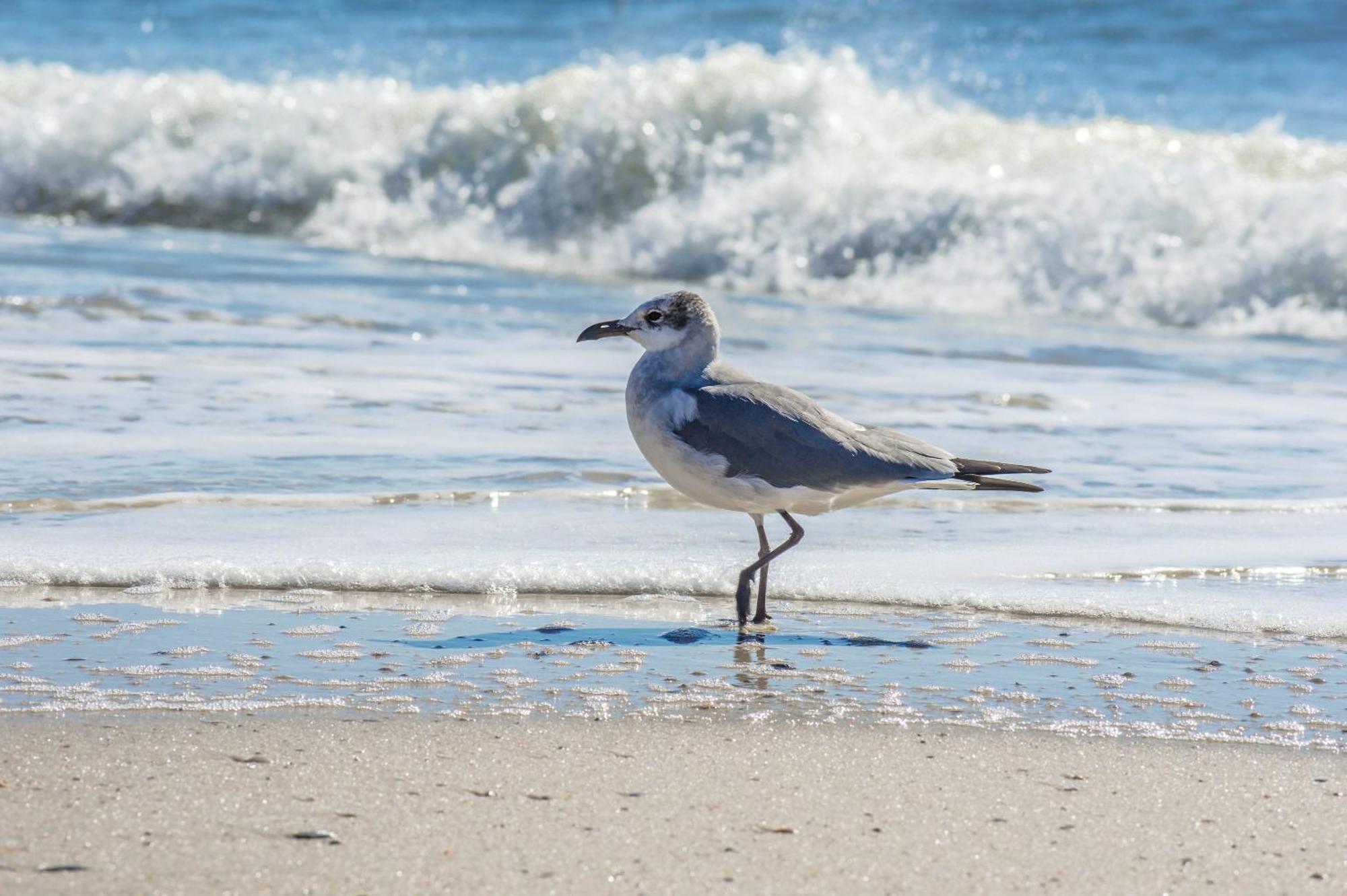 Direct Gulf Views With Deeded Beach Access غولف شورز المظهر الخارجي الصورة