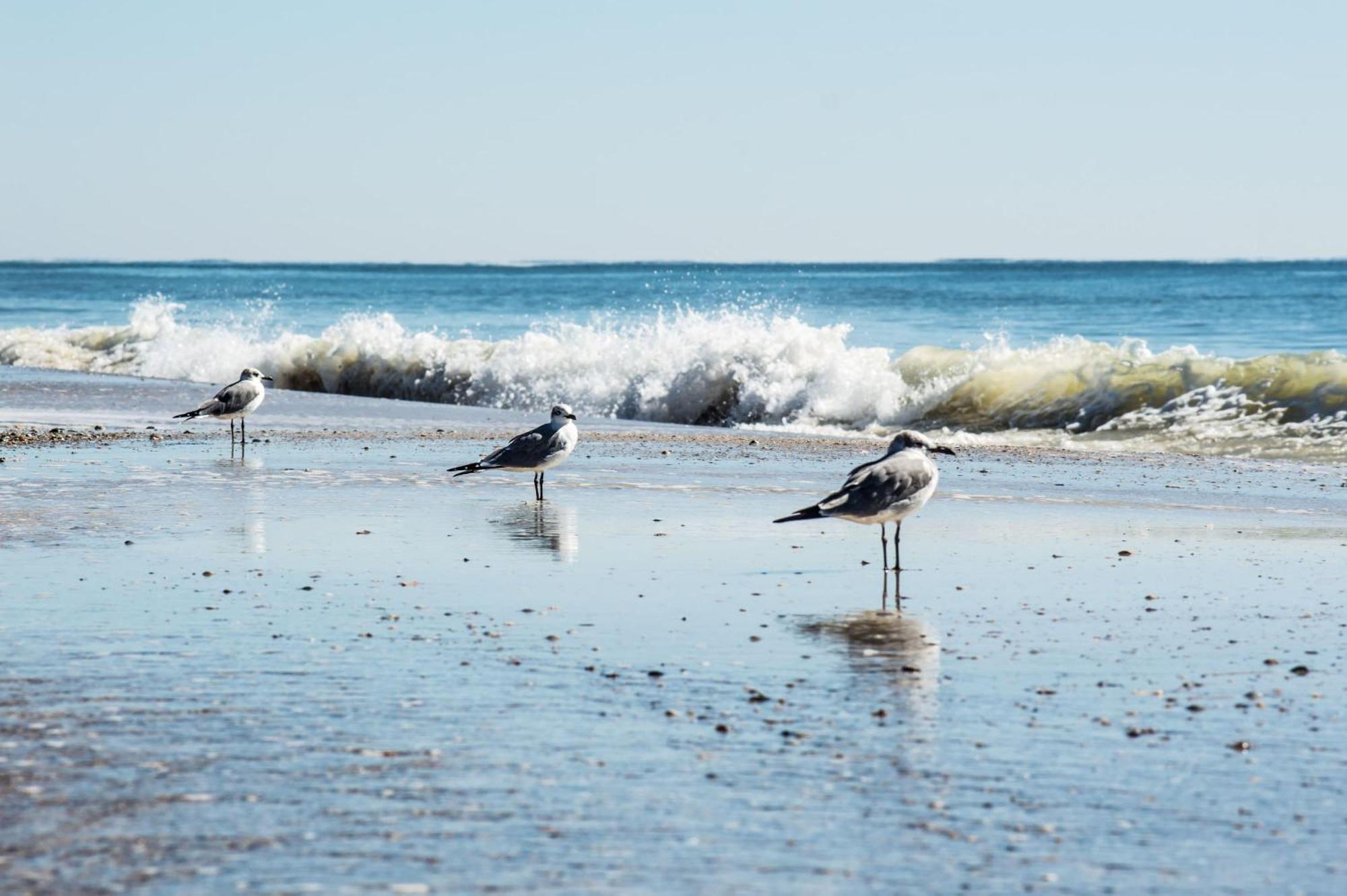 Direct Gulf Views With Deeded Beach Access غولف شورز المظهر الخارجي الصورة